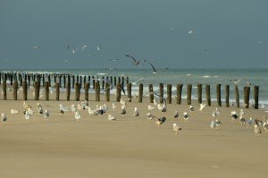 oiseaux sur le sable